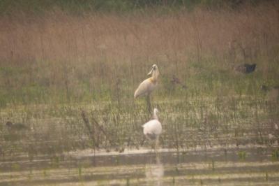 Platalea leucorodia