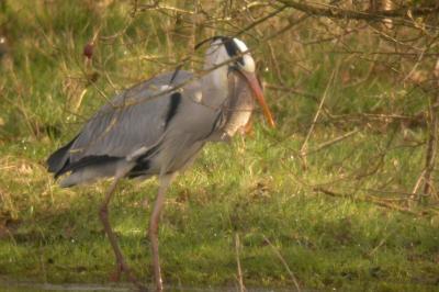 Ardea cinerea