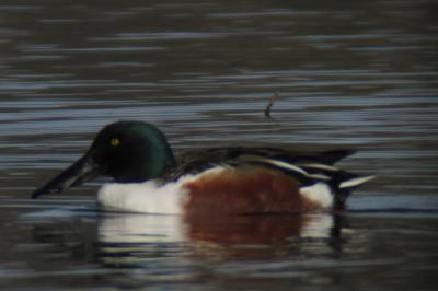 Canard souchet