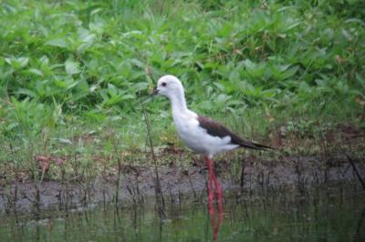 Himantopus himantopus