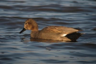 Canard chipeau