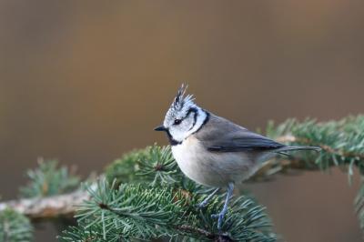 Mésange huppée
