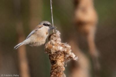 Rémiz penduline