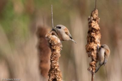 Rémiz penduline
