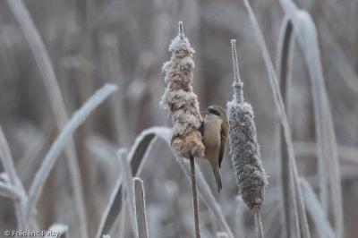 Rémiz penduline
