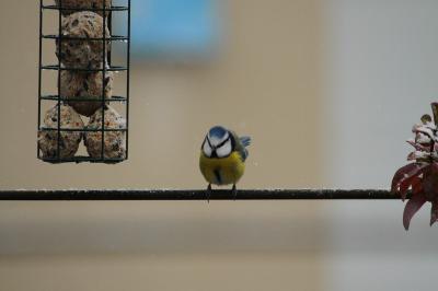 Mésange bleue