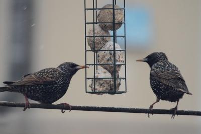 Sturnus vulgaris