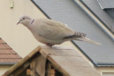 Streptopelia decaocto