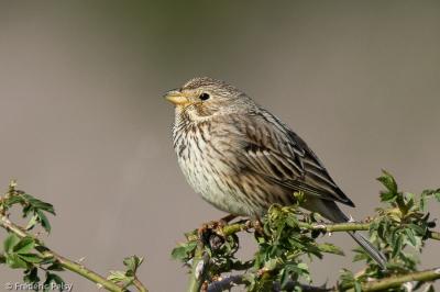 Emberiza calandra