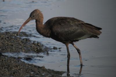 Ibis falcinelle