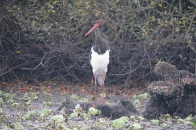 Cigogne noire