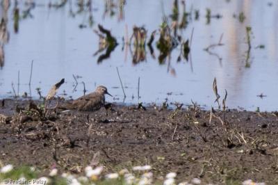 Calidris temminckii