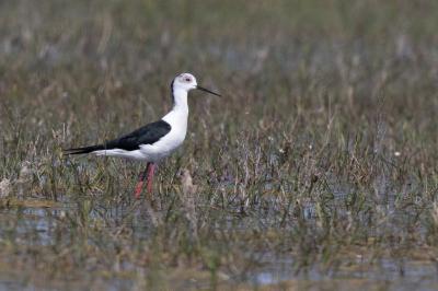 Himantopus himantopus