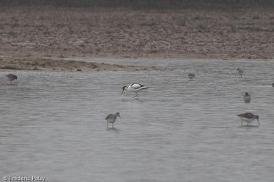 Avocette élégante