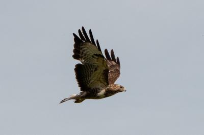 Buteo buteo