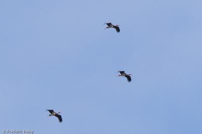 Cigogne noire