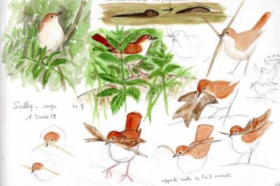 Luscinia megarhynchos