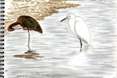 Ibis falcinelle