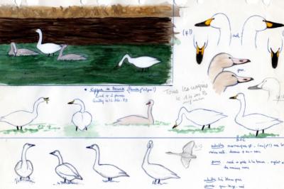 Cygne de Bewick
