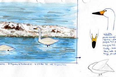Cygne de Bewick