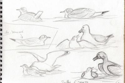 Mouette tridactyle