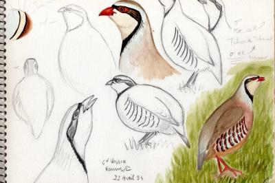 Perdrix chukar