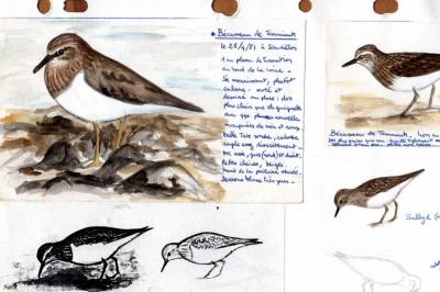 Calidris temminckii