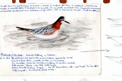 Phalarope à bec large