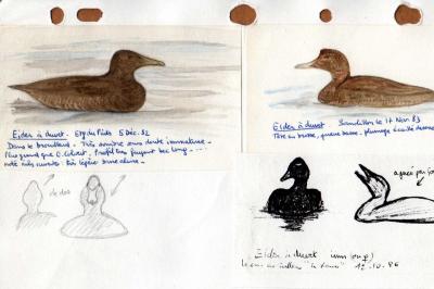 Eider à duvet