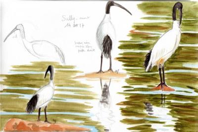 Ibis sacré