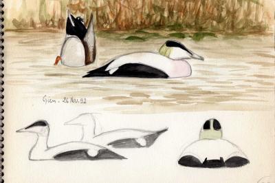 Eider à duvet