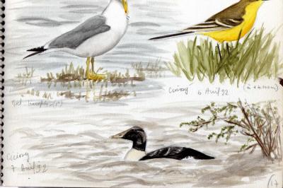 Eider à duvet