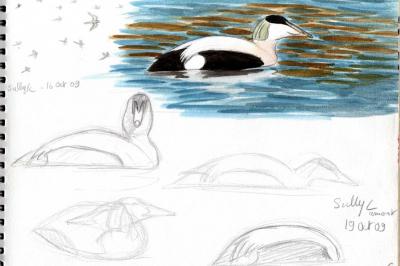 Eider à duvet