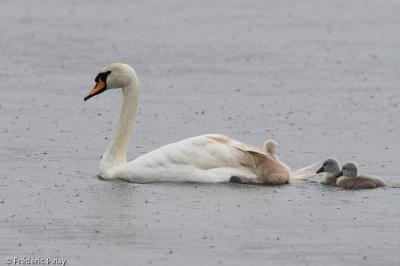 Cygne tuberculé