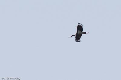 Cigogne noire