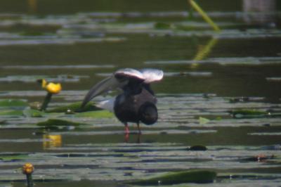 Guifette leucoptère