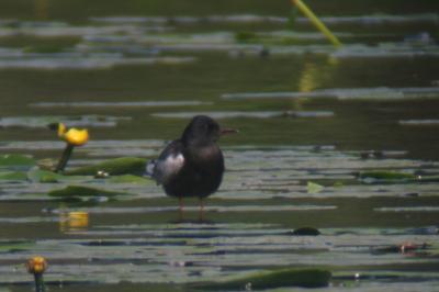 Guifette leucoptère