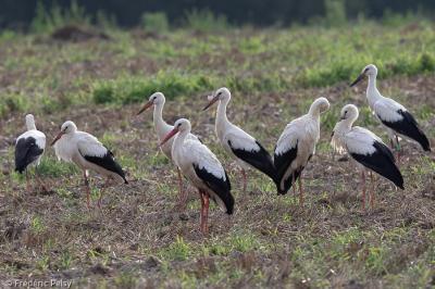 Cigogne blanche