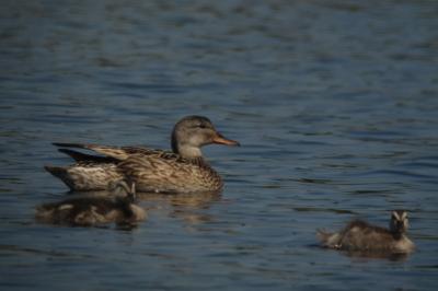 Canard chipeau