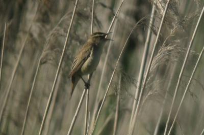 Phragmite des joncs