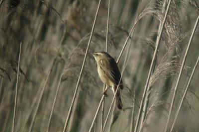 Phragmite des joncs