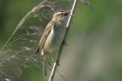 Phragmite des joncs