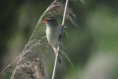 Acrocephalus schoenobaenus