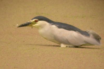 Nycticorax nycticorax