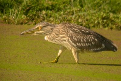 Nycticorax nycticorax