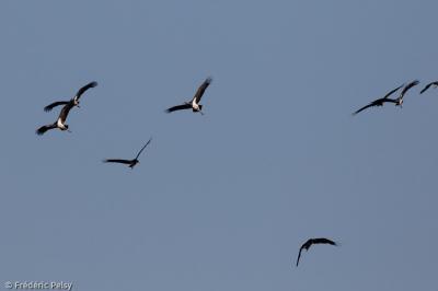 Cigogne noire