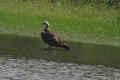 Balbuzard pêcheur