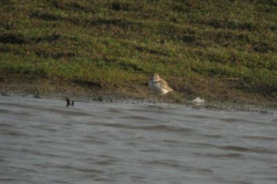 Charadrius alexandrinus