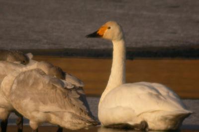 Cygne de Bewick