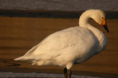 Cygne de Bewick